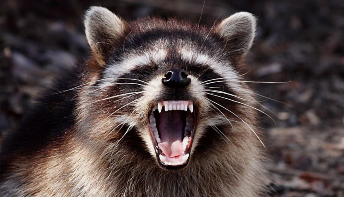 Fostering Community Resilience: Building Connections in Preparation for the Unexpected (and Maybe Making Friends Along the Way)